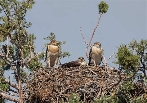 Ferruginous Hawk Nest Photograph by Loree Johnson