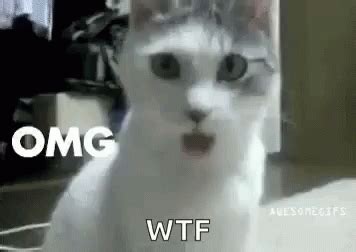 Omg Cat GIF - Omg Cat WTF - Discover & Share GIFs