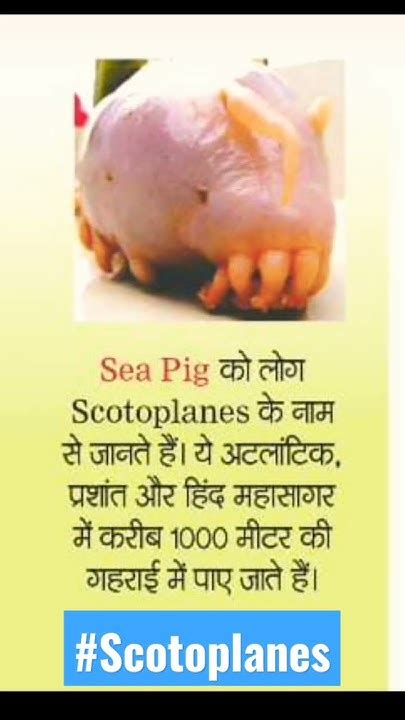 Scotoplanes/Sea pig#ocean Animals#company #Most amazing facts😱#trending ...