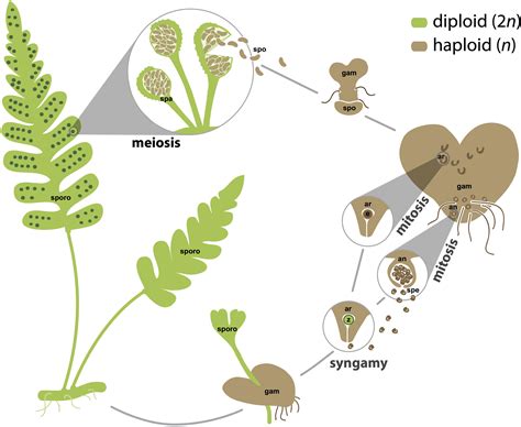 Fern Sporophyte Diagram