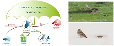 Plateau pika is umbrella species for conservation of alpine grassland ecosystem under climate change