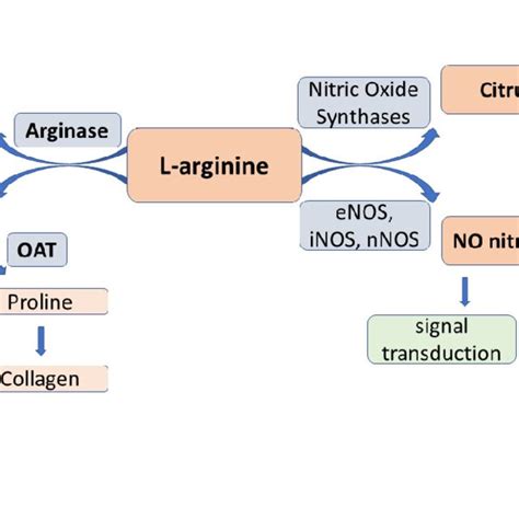 L-arginine catabolism pathways by nitric oxide synthases to nitric... | Download Scientific Diagram