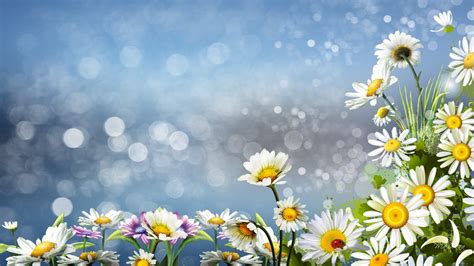 Daisies wallpaper | 1920x1080 | #51552