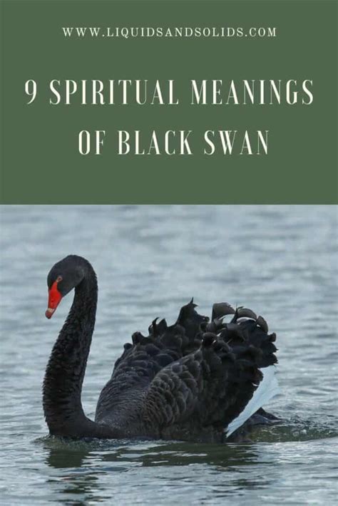 9 Spiritual Meanings of Black Swan