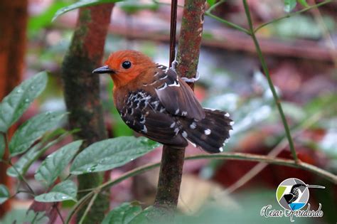 Common Scale-backed Antbird / Willisornis poecilinotus photo call and song