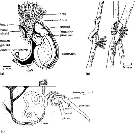 Phylum Hemichordata Pterobranchs And Acorn Worms - Amphibians