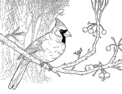 Cardinal coloring page | Bird coloring pages, Disney coloring pages, Coloring pages