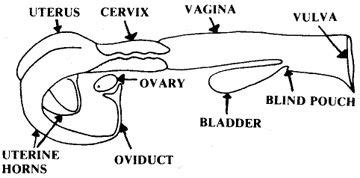 Reproductive System Of A Cow Diagram Female Cow Reproductive