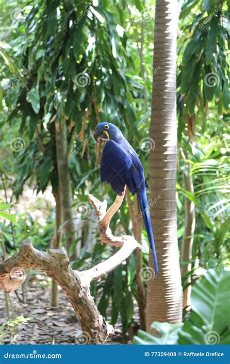 Blue Parrot, Jungle Island, Miami, Florida Stock Photo - Image of america, feathers: 77359408