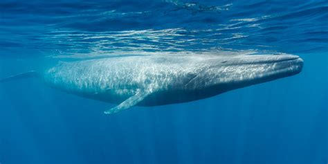 Blue Whale | National Wildlife Federation