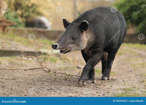 Baird s tapir stock photo. Image of animal, bairdii, adult - 24043536