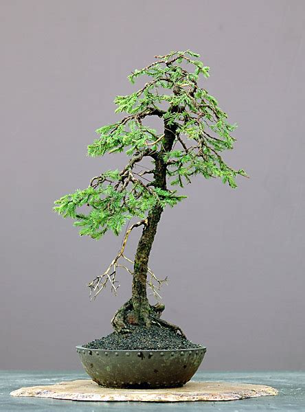 Norway Spruce | Bonsai Nut