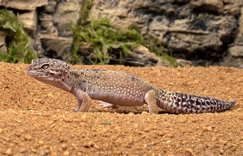 Leopard Gecko | San Diego Zoo Animals & Plants