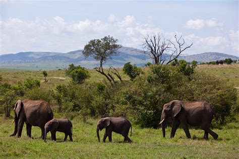 Masai Mara National Park