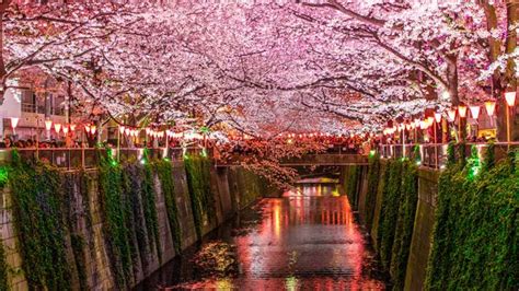 Unveiling the History of Sakura Festival