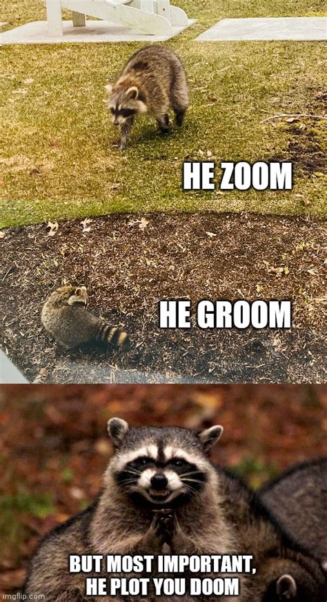 Evil Plotting Raccoon Meme