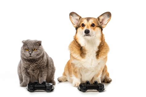 How To Choose Games For Dogs - The Savvy Sitter