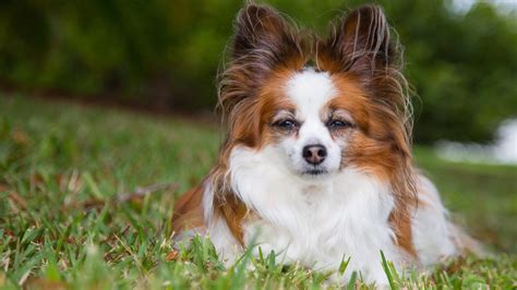 papillon dog picture | Long haired dogs, Long haired dog breeds, Dog breeds