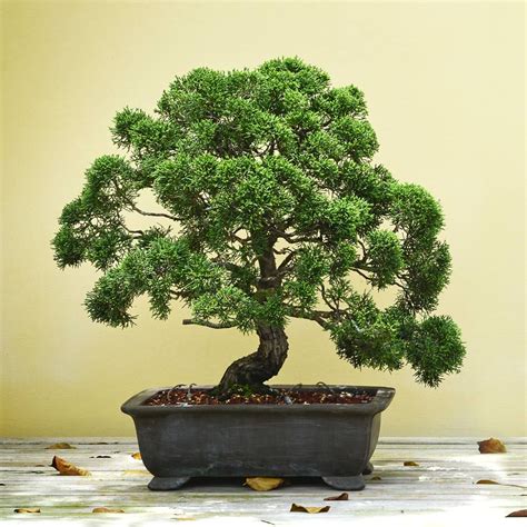 FREE Bonsai Tree | Gratisfaction UK