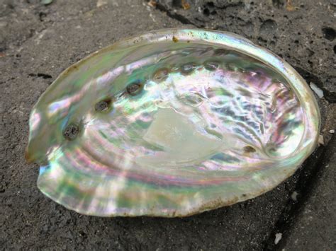 Captivating Abalone Shell: A Treasure from the Sea