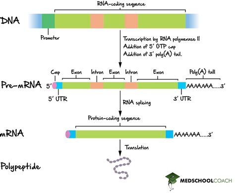 Eukaryotic RNA Processing & Splicing – MCAT Biology | MedSchoolCoach