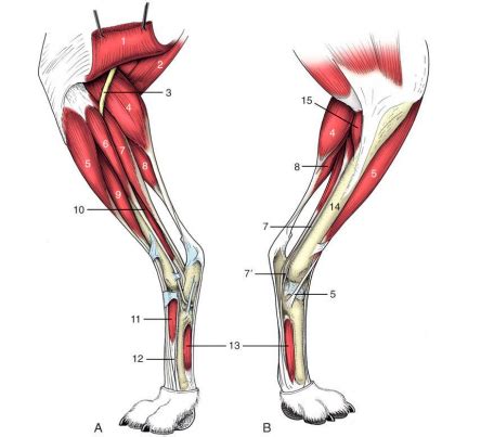 AHS2 canine hindlimb muscles Diagram | Quizlet