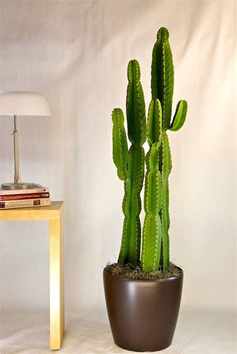 Cactus | Candelabra Tree | Indoor cactus plants, Large indoor plants, Indoor cactus