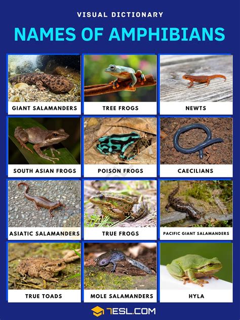 Names of Amphibians with Interesting Facts • 7ESL