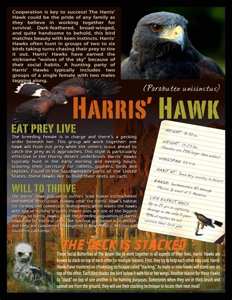 Harris’ Hawk Fact Sheet – Hawk Creek Wildlife Center