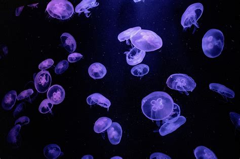 Jellyfish Wallpaper Jelly Fish - Free photo on Pixabay