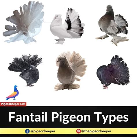 Top 10 Weirdest Pigeon Breeds That You Must See!