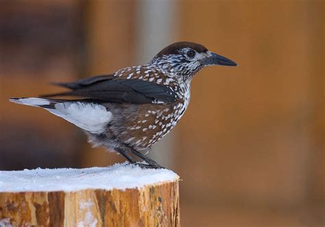 Spotted Nutcracker (Nucifraga caryocatactes) | Nutcracker, Passerine ...