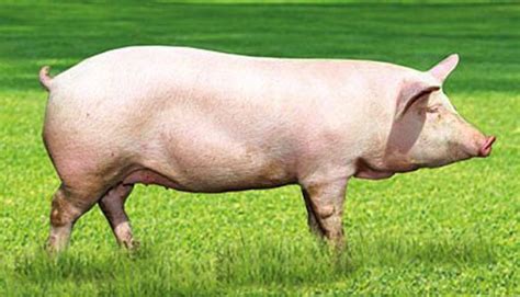 8 largest pig breeds in the world - An online magazine about style, fashion, etiquette ...