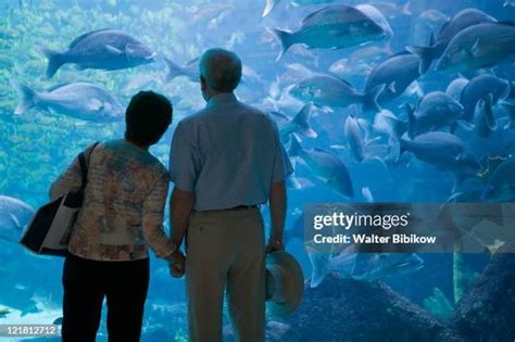 233 Atlantis Aquarium Stock Photos, High-Res Pictures, and Images - Getty Images