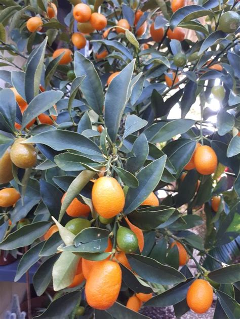 Kumquat tree | Kumquat tree, Kumquat, Tree