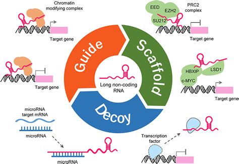 Frontiers | Long Non-coding RNA NEAT1: A Novel Target for Diagnosis and ...