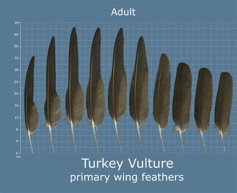 Types Of Bird Feathers Chart