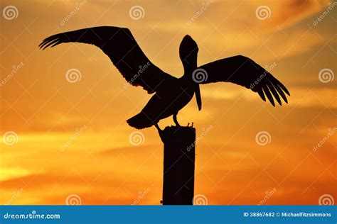 Pelican Silhouette stock photo. Image of louisiana, animals - 38867682