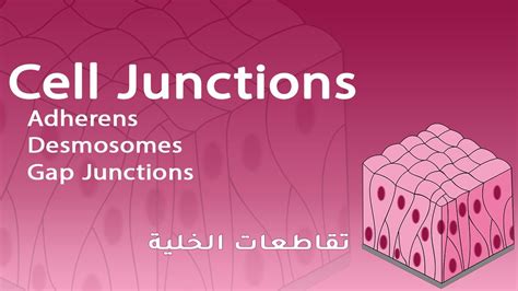 Cell Junctions (Adherens, Desmosomes, Gap Junctions) - شرح بالعربي - YouTube