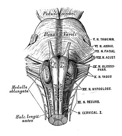 Human Anatomy Scientific Illustrations Pons Varolii Stock Illustration ...