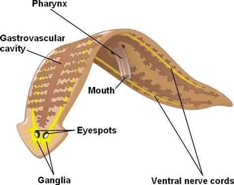 Platyhelminthes - MS. ANDERSON'S ZOOLOGY CLASS