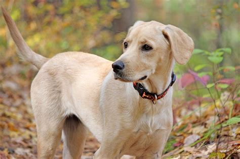 Information About the Really Rare Weimaraner-Lab Mix (Labmaraner) - Pet ...