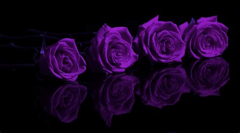 🔥 [0+] Purple Roses Backgrounds | WallpaperSafari