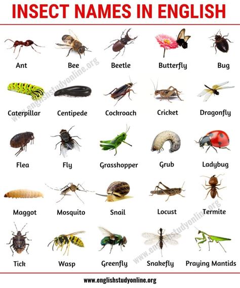 List of Insects: 25 Useful Insect Names with Pictures and Examples - English Study Online ...