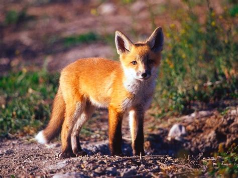 Yawal Wildlife Sanctuary - in Yawal, Maharashtra, India | Fox, Big animals, Deciduous forest animals