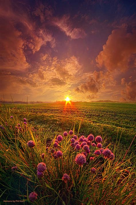 Summer Field at Sunset ~ Marvelous Nature