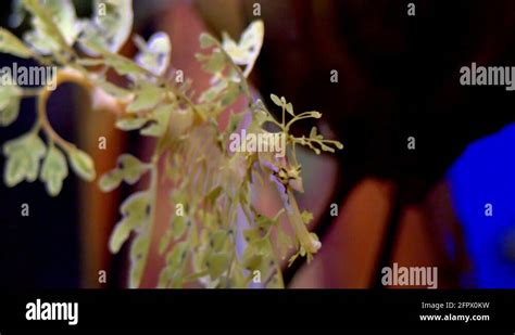 Leafy sea dragon camouflage Stock Videos & Footage - HD and 4K Video Clips - Alamy