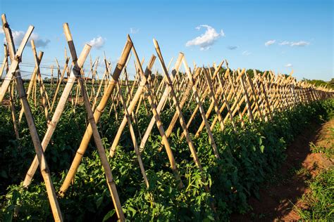 The Best Tomato Stakes For Healthy Tomato Plants - Minneopa Orchards