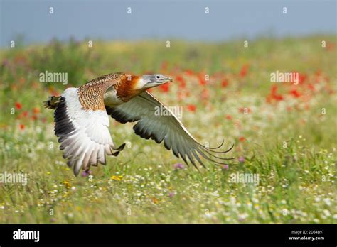 Great bustard flying over a meadow Stock Photo - Alamy