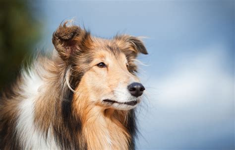 Scotch Collie: History, Temperament, Care, Training, Feeding & Pictures